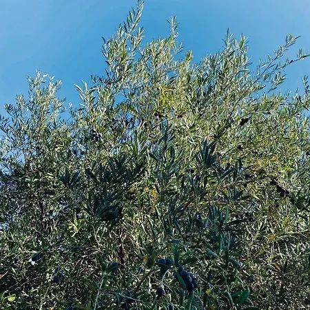 Cortijo Cantalobos Hébergement de vacances Almuñécar